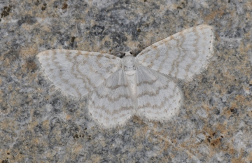 Asthena albulata