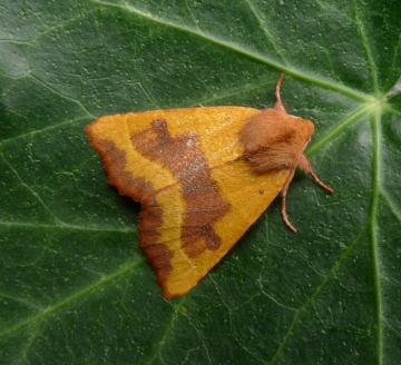Atethmia centrago