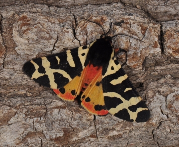 Atlantarctia tigrina