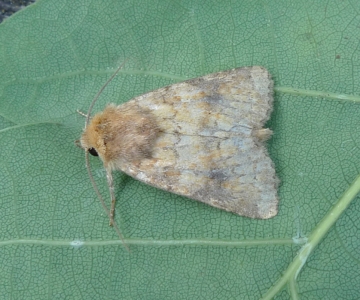 Atypha pulmonaris