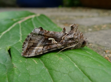 Autographa gamma