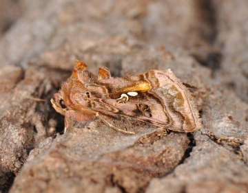 Autographa pulchrina