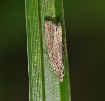 Bactra lancealana
