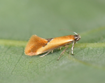 Batia lunaris