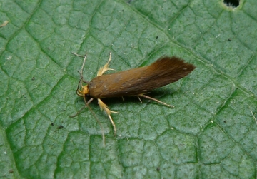 Crassa unitella