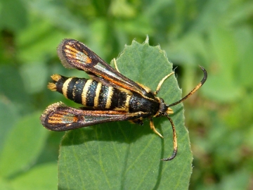 Bembecia ichneumoniformis
