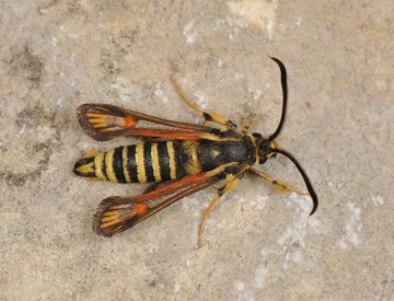 Bembecia ichneumoniformis