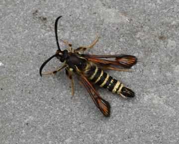 Bembecia ichneumoniformis