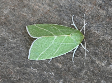 Bena bicolorana