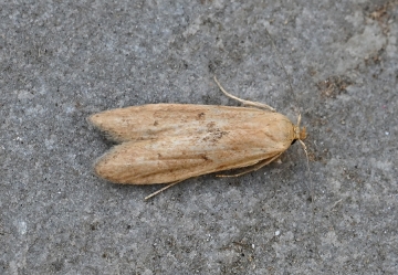 Blastobasis lacticolella