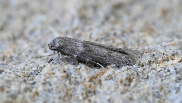 Blastobasis phycidella