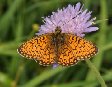 Boloria eunomia