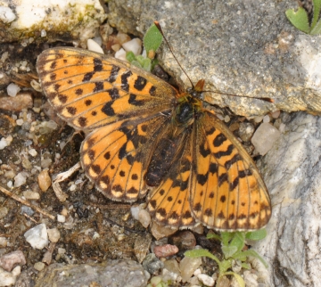 Boloria euphrosyne