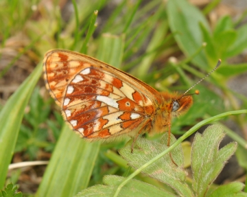 Boloria euphrosyne