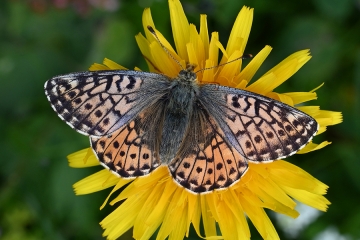 Boloria napaea
