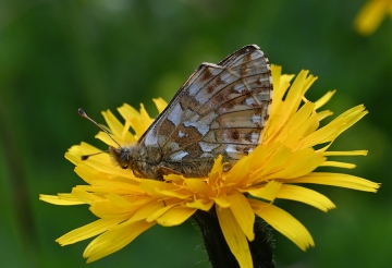 Boloria napaea