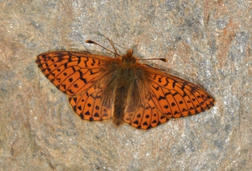 Boloria pales