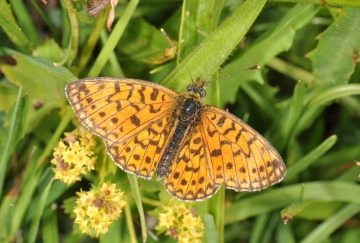Boloria selene