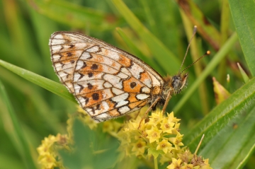 Boloria selene