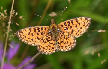 Boloria selene
