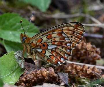 Boloria selene