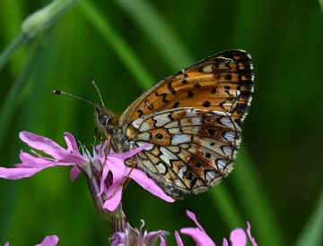 Boloria selene