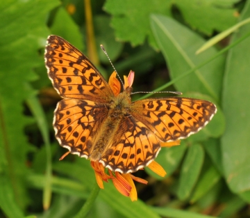 Boloria titania