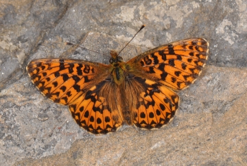Boloria titania