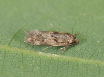 Borkhausenia fuscescens