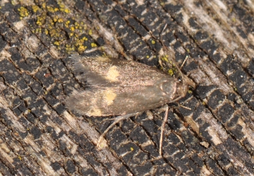 Borkhausenia minutella