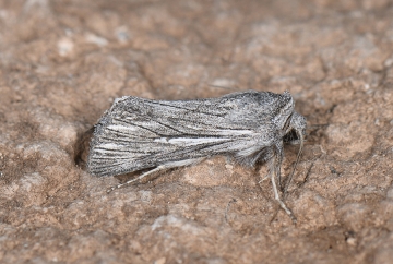 Brachygalea albolineata