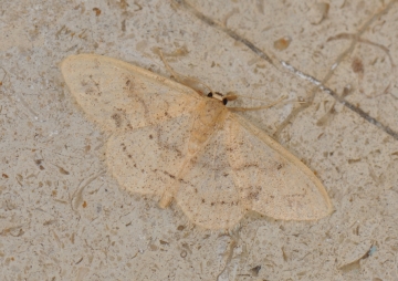 Brachyglossina hispanaria