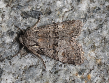 Brachylomia viminalis