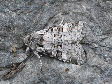 Brachylomia viminalis