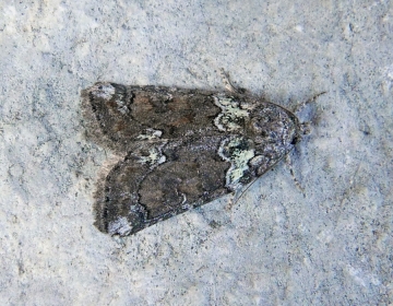 Bryophila ravula