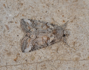 Bryophila vandalusiae