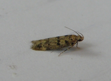 Bryotropha domestica