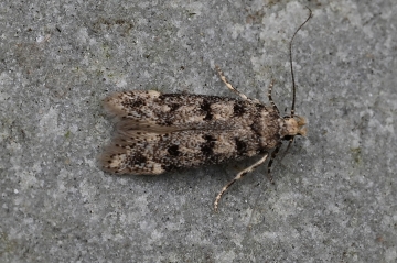 Bryotropha domestica