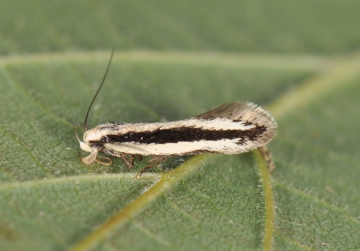 Bryotropha heckfordi