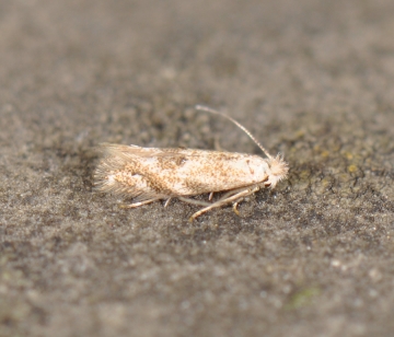 Bucculatrix bechsteinella