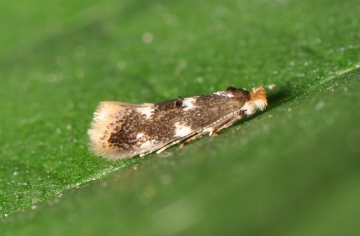Bucculatrix cidarella