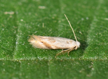 Bucculatrix demaryella