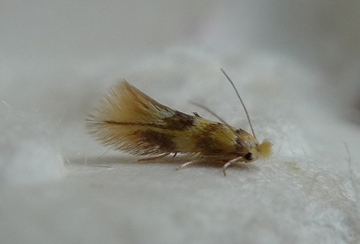 Bucculatrix thoracella