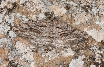 Calamodes occitanaria