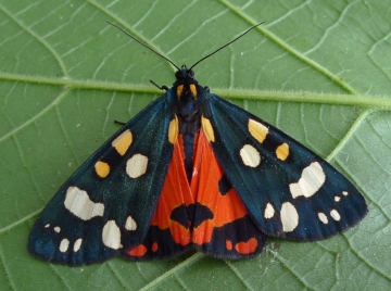 Callimorpha dominula