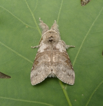 Calliteara pudibunda