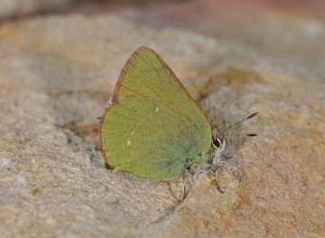 Callophrys rubi