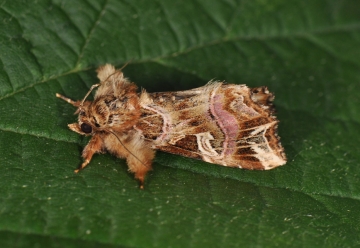 Callopistria juventina