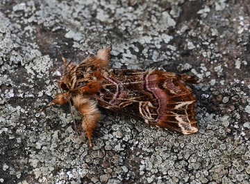 Callopistria juventina