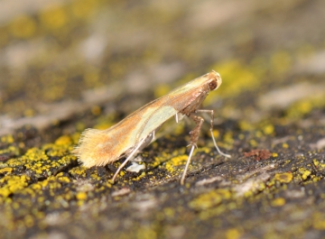 Caloptilia alchimiella